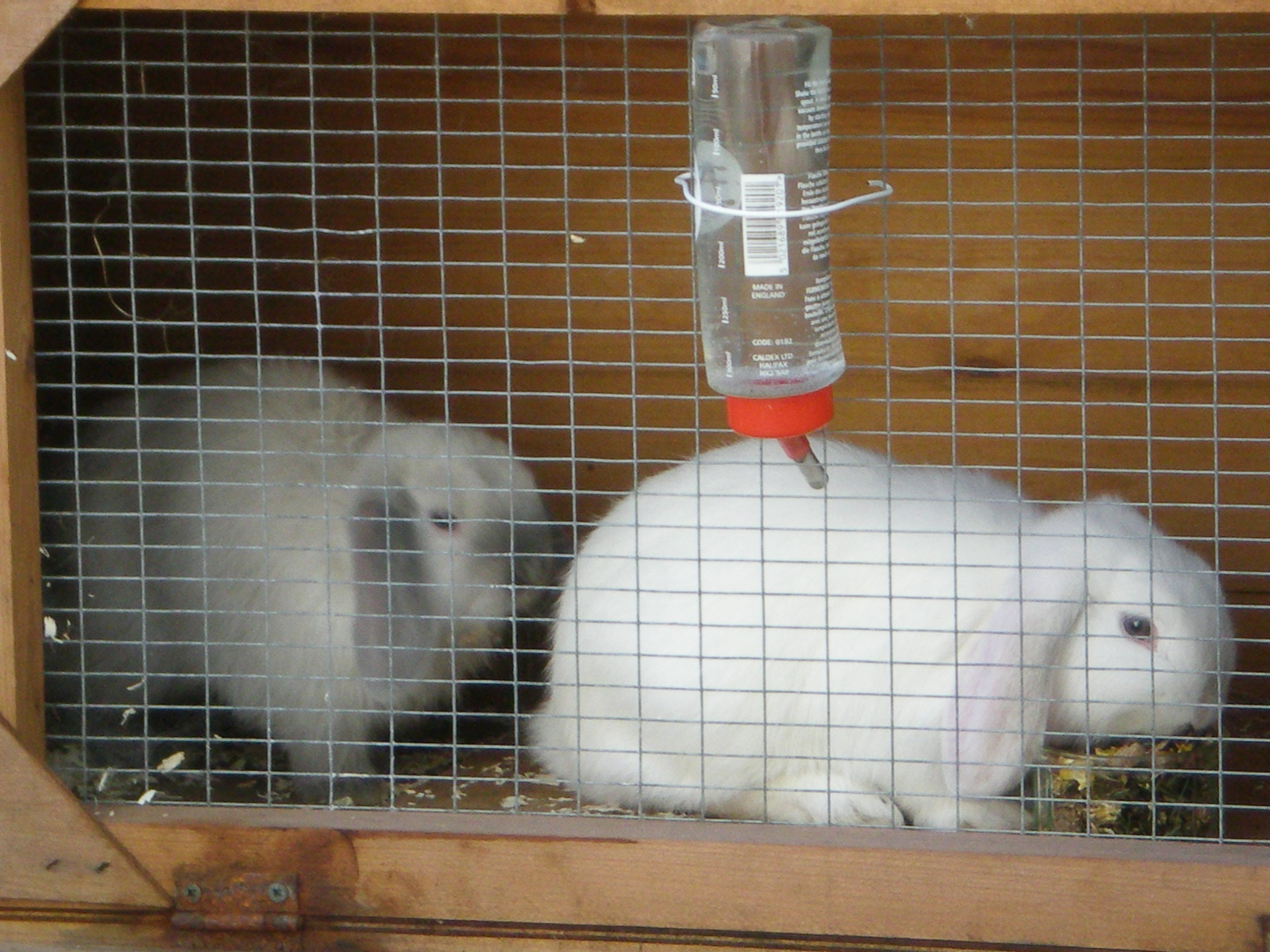 2010_1009bunniesnew20002
